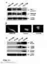 Fig. 06 - Compositions and Methods for Improving the Functional Efficacy of Stem Cell-Derived Cardiomyocytes