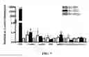 Fig. 08 - Compositions and Methods for Improving the Functional Efficacy of Stem Cell-Derived Cardiomyocytes