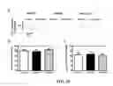 Fig. 11 - Compositions and Methods for Improving the Functional Efficacy of Stem Cell-Derived Cardiomyocytes