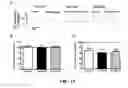 Fig. 12 - Compositions and Methods for Improving the Functional Efficacy of Stem Cell-Derived Cardiomyocytes