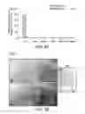 Fig. 20 - Osteocalcin as a treatment for cognitive disorders