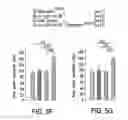 Fig. 23 - Osteocalcin as a treatment for cognitive disorders