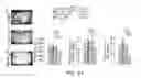 Fig. 24 - Osteocalcin as a treatment for cognitive disorders