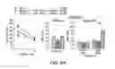 Fig. 30 - Osteocalcin as a treatment for cognitive disorders