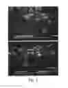 Fig. 03 - NANOPARTICLES WITH EFFECTS ON ENDOTHELIAL FUNCTION AND MEMBRANE PERMEABILITY