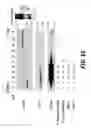 Fig. 04 - DIRECTED IMMUNE STIMULATION