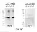 Fig. 07 - DIRECTED IMMUNE STIMULATION
