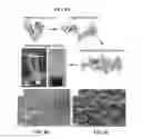Fig. 12 - PARTIALLY-DENATURED PROTEIN HYDROGELS