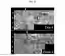 Fig. 17 - PARTIALLY-DENATURED PROTEIN HYDROGELS