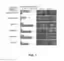 Fig. 02 - Methods And Compositions For Treatment Of Interferon-Resistant Tumors