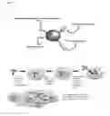 Fig. 02 - IN VIVO CELL IMAGING