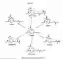 Fig. 32 - Methods and Compositions for Improved Labeling of Targeting Peptides