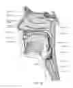 Fig. 06 - Neck strap, crown strap assembly and headgear for a breathing mask