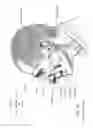 Fig. 08 - Neck strap, crown strap assembly and headgear for a breathing mask