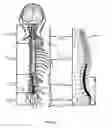 Fig. 03 - Implantable lead affixation structure for nerve stimulation to alleviate bladder dysfunction and other indication