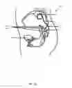 Fig. 06 - Implantable lead affixation structure for nerve stimulation to alleviate bladder dysfunction and other indication