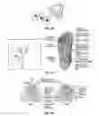 Fig. 17 - Integrated electromyographic clinician programmer for use with an implantable neurostimulator