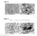 Fig. 07 - Method of manufacturing composite molded body