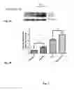 Fig. 04 - Synthesis of autophagy inducing compound and the uses thereof