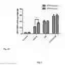 Fig. 07 - Synthesis of autophagy inducing compound and the uses thereof