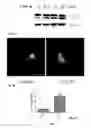 Fig. 08 - Synthesis of autophagy inducing compound and the uses thereof