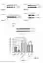 Fig. 11 - Synthesis of autophagy inducing compound and the uses thereof