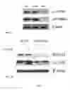 Fig. 15 - Synthesis of autophagy inducing compound and the uses thereof