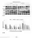Fig. 17 - Synthesis of autophagy inducing compound and the uses thereof