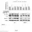 Fig. 20 - Synthesis of autophagy inducing compound and the uses thereof