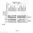 Fig. 21 - Synthesis of autophagy inducing compound and the uses thereof