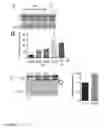 Fig. 22 - Synthesis of autophagy inducing compound and the uses thereof
