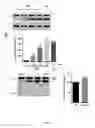 Fig. 23 - Synthesis of autophagy inducing compound and the uses thereof