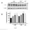 Fig. 25 - Synthesis of autophagy inducing compound and the uses thereof
