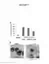 Fig. 10 - Compositions comprising thienopyrimidine and thienopyridine compounds and methods of use thereof