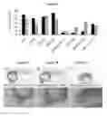 Fig. 04 - Optimized in vivo delivery system with endosomolytic agents for nucleic acid conjugates