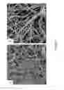 Fig. 08 - Controlled cross-linking processing of proteins