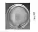 Fig. 14 - Controlled cross-linking processing of proteins