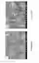 Fig. 27 - Controlled cross-linking processing of proteins