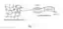 Fig. 02 - βsheet tapes ribbons in tissue engineering