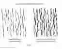 Fig. 05 - βsheet tapes ribbons in tissue engineering
