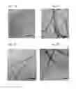 Fig. 09 - βsheet tapes ribbons in tissue engineering