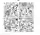 Fig. 05 - STAPLING eIF4E INTERACTING PEPTIDES