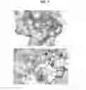 Fig. 06 - STAPLING eIF4E INTERACTING PEPTIDES