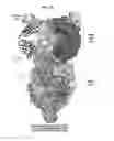 Fig. 03 - Prefusion RSV F proteins and their use