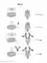 Fig. 10 - Prefusion RSV F proteins and their use