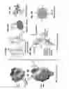Fig. 79 - Prefusion RSV F proteins and their use