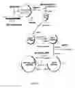 Fig. 02 - Fusion polypeptides and vaccines