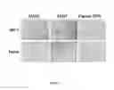 Fig. 03 - Fusion polypeptides and vaccines