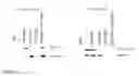 Fig. 22 - EGFR-binding modular recognition domains