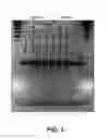 Fig. 04 - Methods and compositions for gene correction